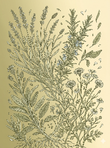 Golden botanical herb illustration